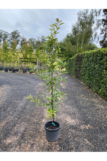 Саджанець яблуні Мельба в контейнері